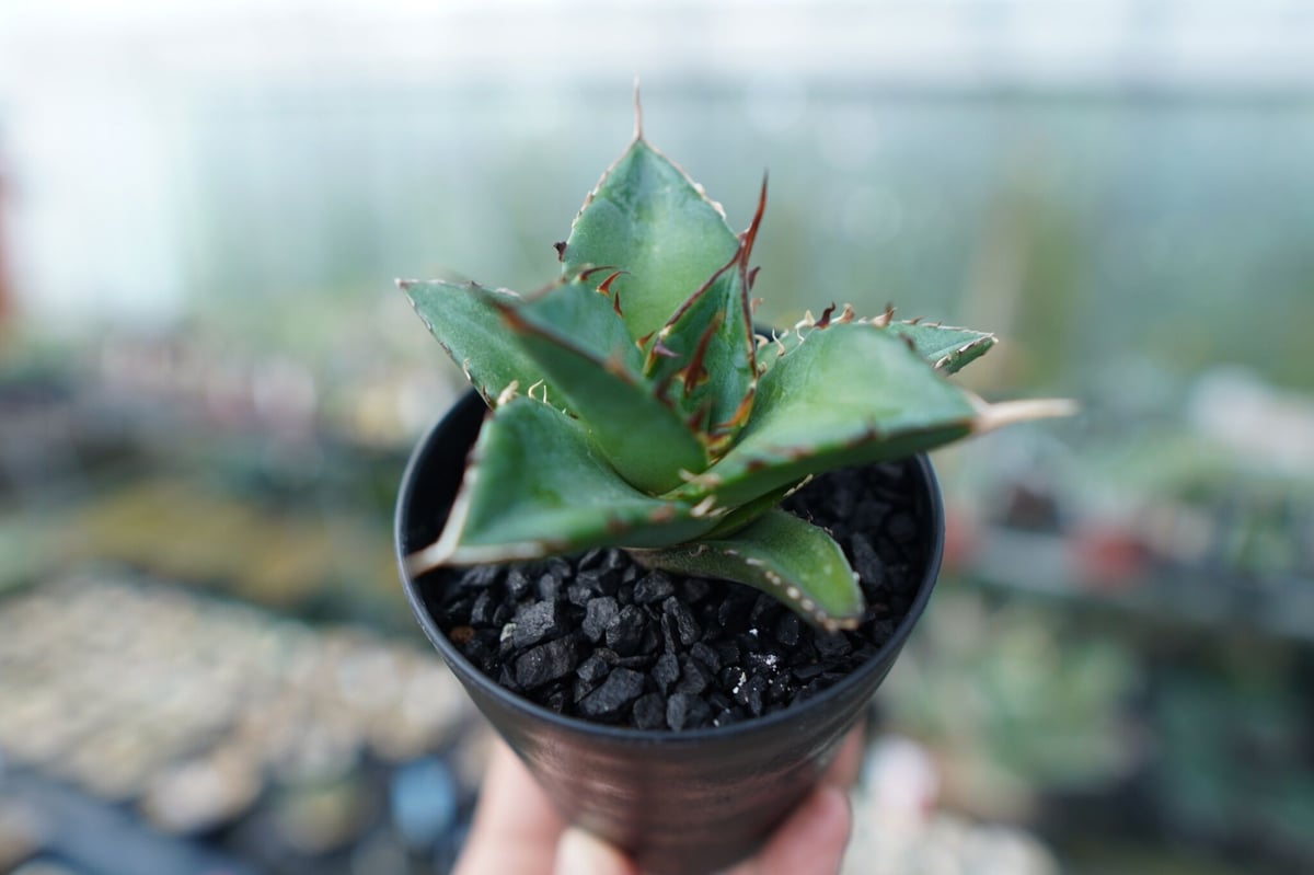 アガベ チタノタ ハデス Agave titanota Hades | mana's farm