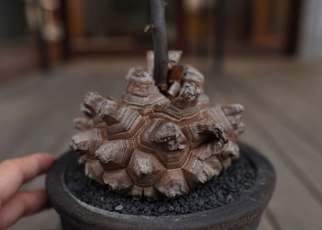 亀甲竜　Dioscorea elephantipes