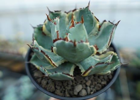 アガベ　兜蟹錦　連棘　Agave isthmensis “Kabutogani” variegata　NO.2