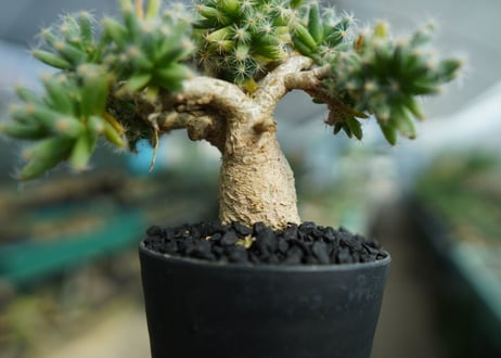 トリコディアデマ　デンサム　Trichodiadema densum  No.2