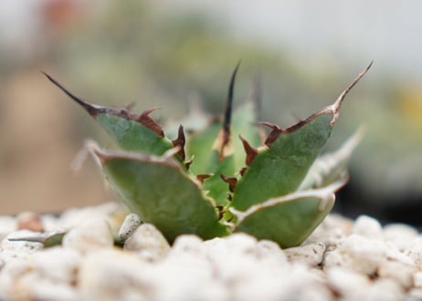 Agave titanota hades No.2
