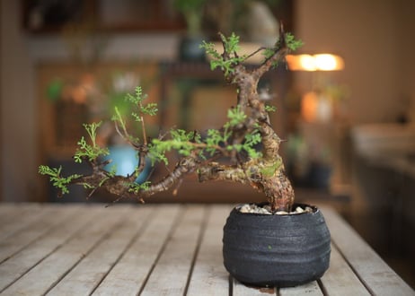 コンミフォラ　Commiphora