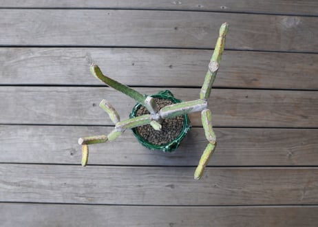 ヘテロクロマ　Euphorbia heterochroma