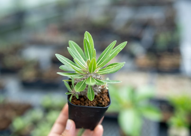 パキポディウム・デンシフローラム 益子焼宿家綾子作鉢仕立て 発根済 塊根植物 パキポディウム・デンシフローラム 益子焼宿家綾子作鉢仕立て 発