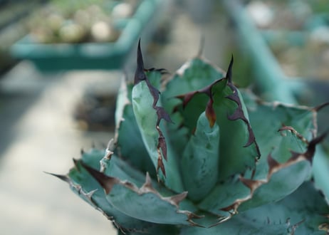 アガベ　チタノタ　 ブラックアンドブルー 　Agave titanota black and blue　No.7