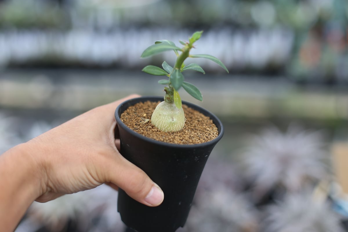 大株】パキポディウムラモスム 国内実生 塊根植物 サボテン