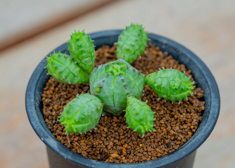 ユーフォルビア オベサブロウ marvistaポット】 ユーフォルビア・オベサブロウ - HANS 多肉