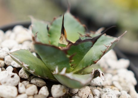 Agave titanota hades No.2