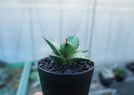 アガベ　チタノタ　MTN01　agave titanota MTN01