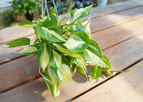 フィロデンドロン　クリームスプラッシュ　Philodendron cream splash