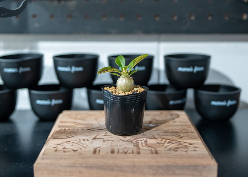 パキポディウム ウィンゾリー Pachypodium baronii var. windsor