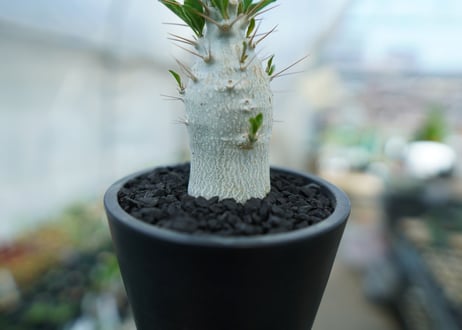 パキポディウム　サンデルシー　Pachypodeium saundersii  No.8