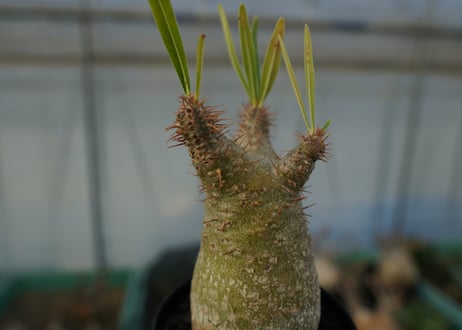 パキポディウム　グラキリス　Pachypodium gracilius　No.5