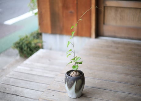 亀甲竜　Dioscorea elephantipes