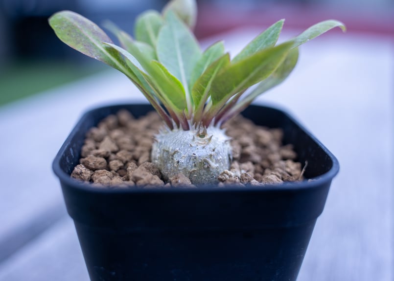 パキポディウム 恵比寿笑い | mana's farm:塊根植物・アガベ・ドライ