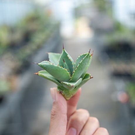 アガベ　スーパーチタノタ　カキコ アガベ チタノタ ホワイトファイヤー うねり棘 極上カキコ 鉢ごと