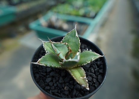 アガベ　チタノタ　FO-76　agave titanota  FO-76　No.9