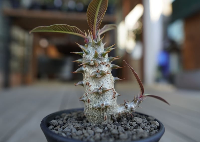 パキポディウム バロニー Pachypodium baronii | mana's farm: