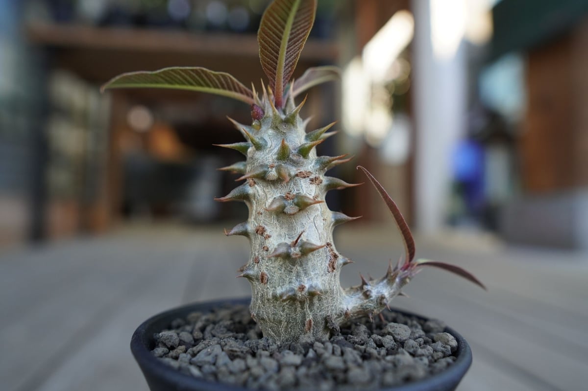 パキポディウム バロニー Pachypodium baronii | mana's green...