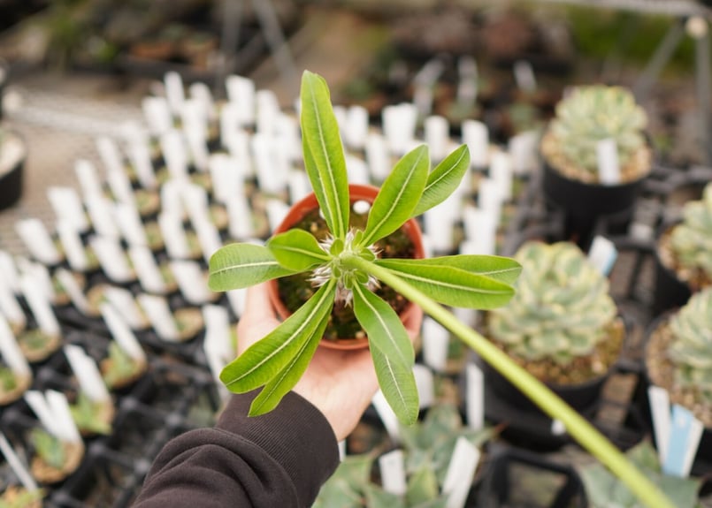 パキポディウム デンシフローラム 大 A NO.1 | mana's farm:塊根植物