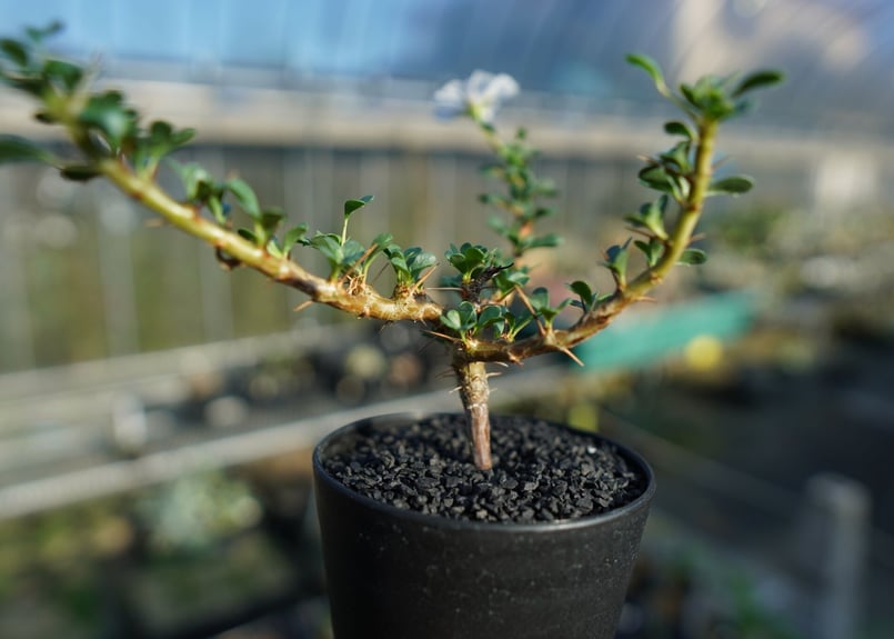 サルコカウロン バンデリエティアエ Sarcocaulon vanderietiae サルコカウロン バンデリエティアエ Sarcocaulon vanderietiae