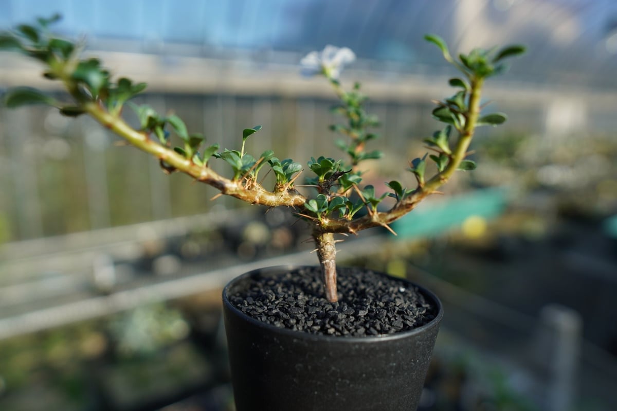 サルコカウロン バンデリエティアエ 竜骨扇 現地球 大株 Monsonia vanderietiae / 竜骨扇 バンデリが冴えてる