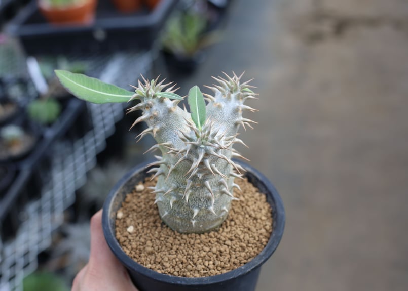 パキポディウム デンシフローラム 実生株 | mana's farm:塊根植物