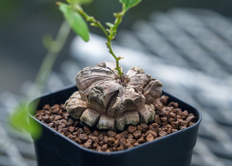 多肉植物 アフリカ亀甲竜 大きめ