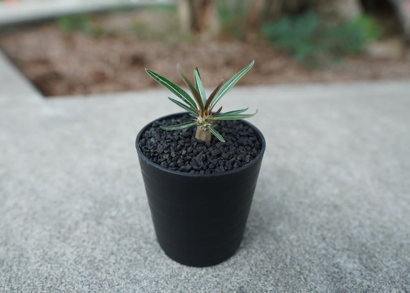 沖縄実生株】パキポディウム グラキリス Pachypodium Gracilius