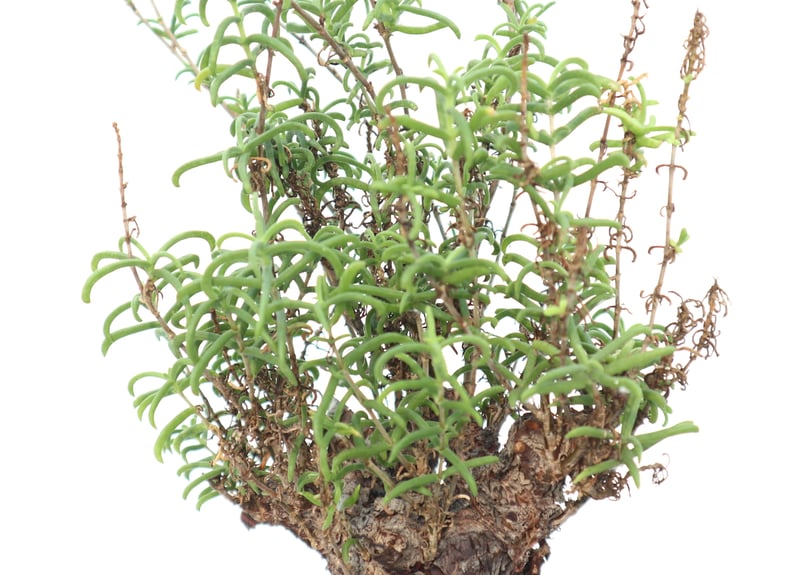メストクレマ ツベローサム | mana's green:塊根植物販売|マナズ メストクレマ ツベローサム | mana's green:塊根植物販売|マナズ