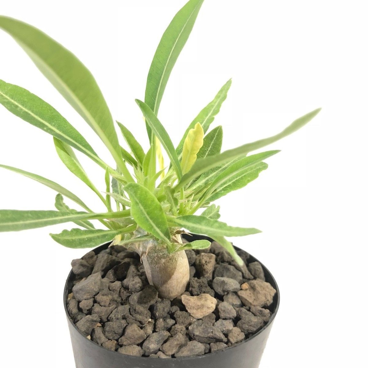 パキポディウム デンシカウレ 恵比寿大黒 実生 №3 | mana's farm:塊根