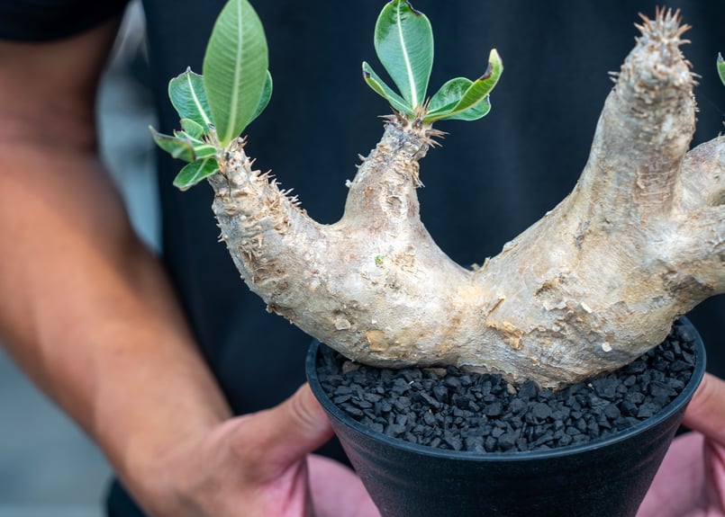パキポディウム エブレネウム Pachypodium eburneum | mana's fa