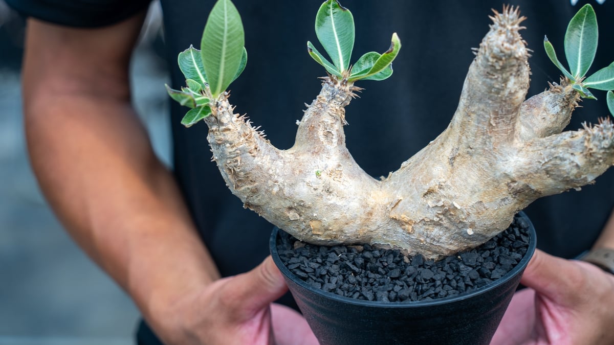 パキポディウム エブレネウム Pachypodium eburneum ⑤ パキポディウム エブレネウム Pachypodium eburneum №1 | mana'