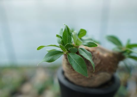 パキポディウム　マカイエンセ　Pachypodium makayense No.3