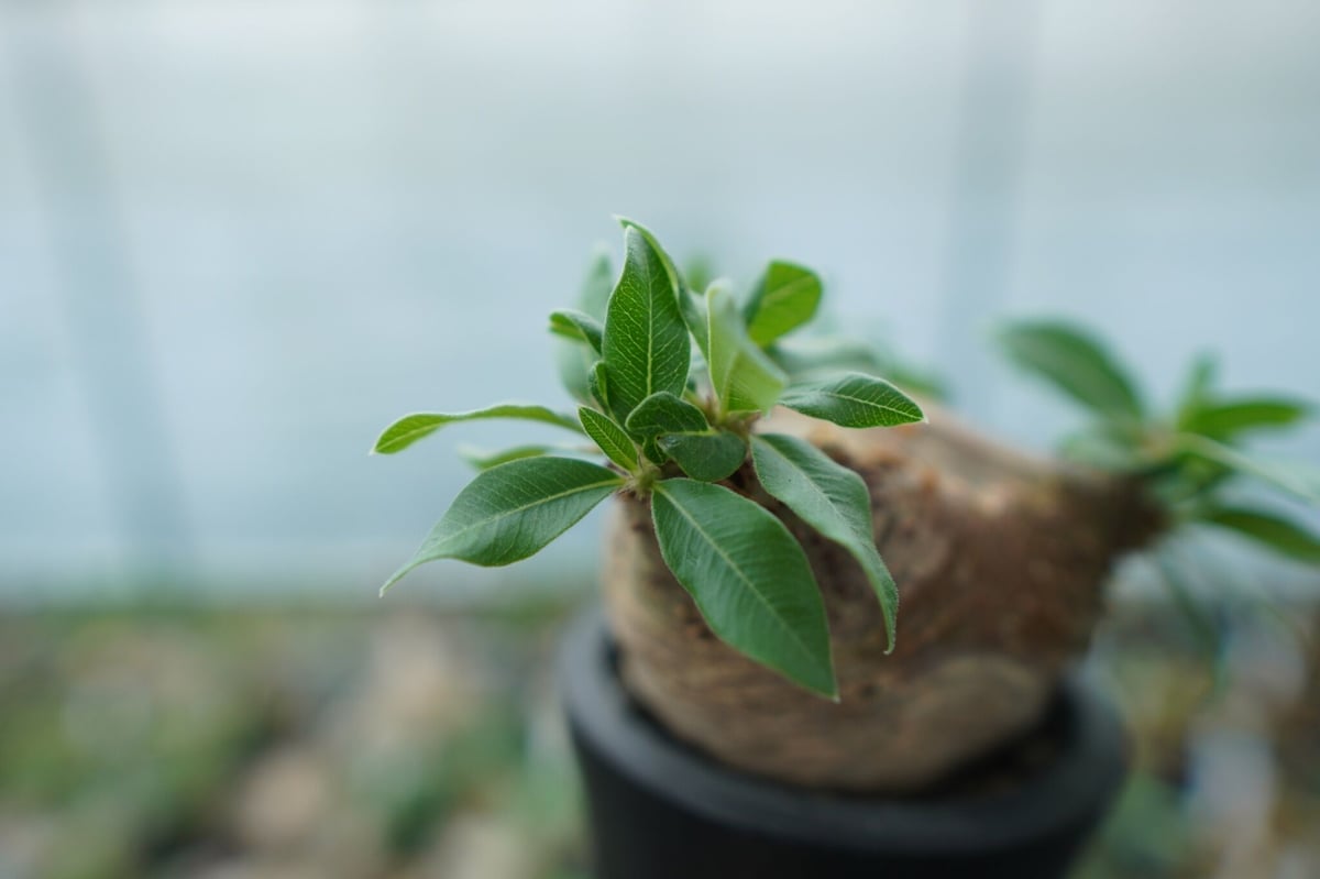 パキポディウム マカイエンセ Pachypodium makayense No.3 | man...