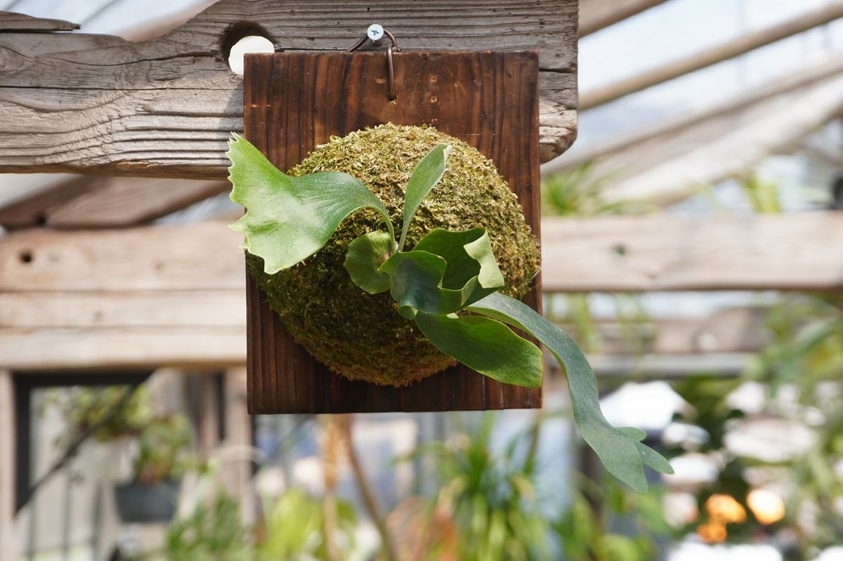 ビカクシダ ヒリー 'ノコギリ' TC 観葉植物 ビカクシダ ヒリー 'ノコギリ' TC
