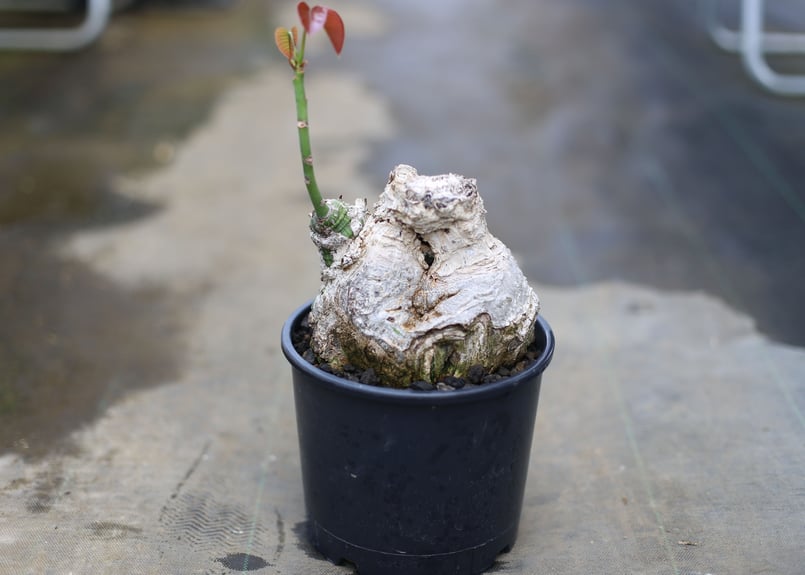 プセウドボンバックス エリプティクム 塊根植物 観葉植物 ビザール