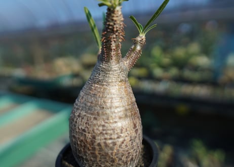 パキポディウム　グラキリス　 Pachypodium Gracilius  No.9