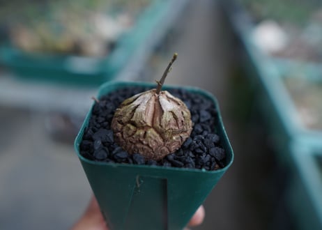 亀甲竜　Dioscorea elephantipes　No.4