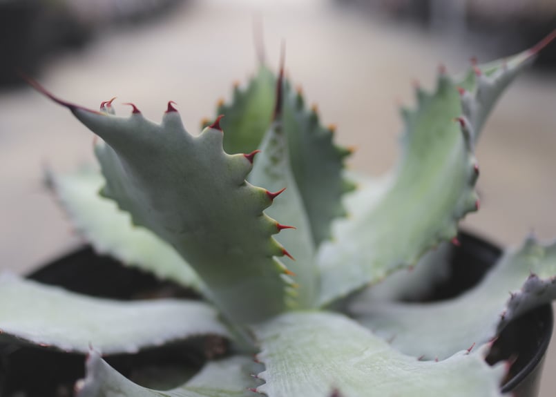 アガベ ポタトラム キャメロン ブルー | mana's farm:塊根植物・アガベ