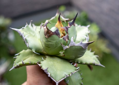 Agave titanota dwarf 姫厳龍NO.4  (G)