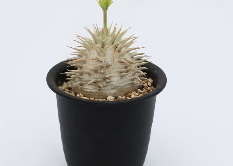 パキポディウム エブレネウム 国内実生 花芽つき | mana's farm:塊根