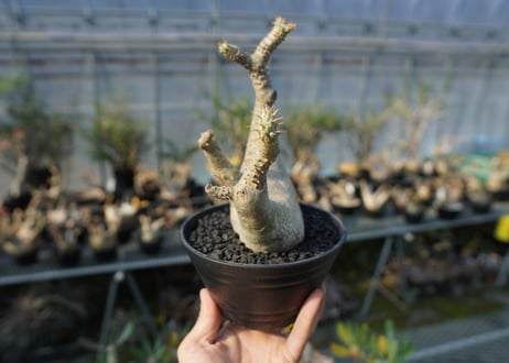 パキポディウム マカイエンセ　Pachypodium makayense　No.5