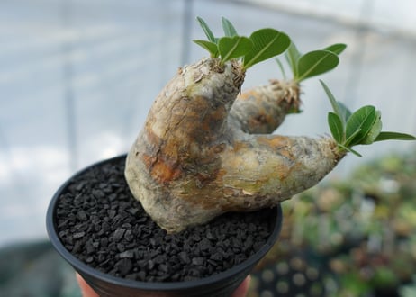 パキポディウム　エブレネウム　Pachypodium eburneum　No.3