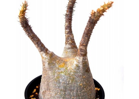 Pachypodium    パキポディウム　グラキリス  未発根