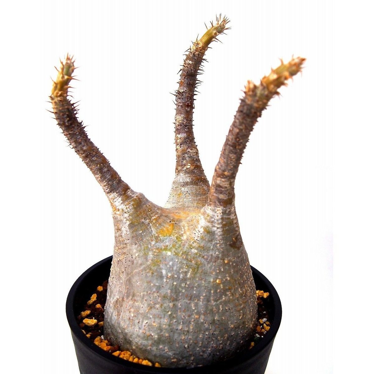 パキポディウム　グラキリス　良枝　芽吹きあり　発根未確認 発根未確認】パキポディウム グラキリス 大株 枝振り良好