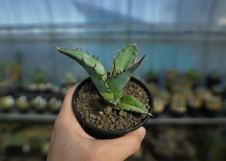 アガベ　チタノタ　Agave Titanota