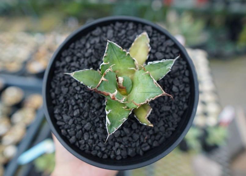 アガベ チタノタ シーザー agave titanota caesar No.3 | mana