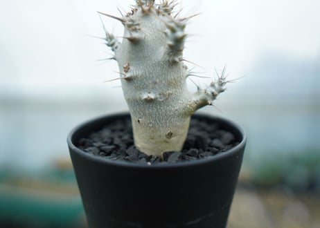 パキポディウム　サンデルシー　Pachypodeium saundersii　No.1