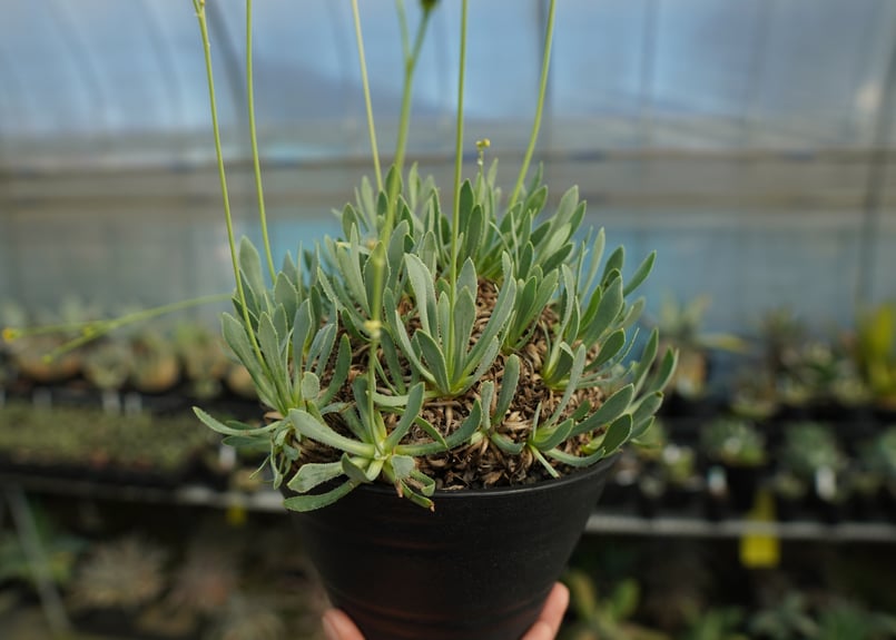 オトンナ レトロルサ Othonna retrorsa | mana's farm:塊根植物・